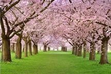 ภาพวิวซากุระ_cherry Blossom_Photowall