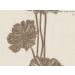 วอลเปเปอร์ลายดอกไม้-ใบไม้-13228-30
