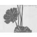 วอลเปเปอร์ลายดอกไม้-ใบไม้-13228-50