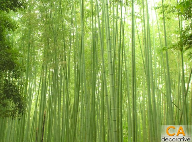 Bamboo Groves สวนไผ่ล้วนอาราชิยาม่า